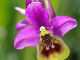 Ophrys_ficalhoana_Cordianes_Picos_de_Europa-min